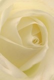 This image pulls you deep into the intimate heart of a cream-tinged white rose, as though you are watching the world from within its velvet petals-a signature creation by the hands of Bow's skilled floral artisans. Each petal unfurls with gentle precision, textured like silk, and dusted with light that creates soothing shadows and a sense of dreamy depth. The bloom exudes a peaceful radiance, akin to the tranquil mornings along Bow's canal paths, encapsulating both the quiet promise of a new day and the comforting embrace of a familiar community. The artistry in the arrangement is evident, every fold and curve as considered as the thoughtful gestures celebrated in our Bow neighborhood-be it a heartfelt condolence, an act of admiration, or the hopeful beginning of a new chapter. Delicate and tranquil, the flower's form hints at a subtle sweetness, its imagined scent floating gently in the air. This rose, perfectly preserved and artfully arranged, embodies both the fragility and the quiet confidence that define not just the flower-but also the spirit of Bow itself, offered to local residents for moments that truly matter.